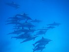 snorchlovani s delfiny 