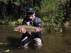 pstruh duhovy - rainbow trout  55 cm