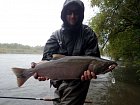 losos kisuc - coho salmon, male