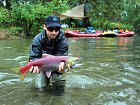 losos nerka - sockeye, female