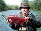 losos nerka - sockeye, male