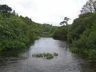 lososi a pstruhova reka u jezera Corrib v cervenci