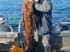 Afognak v zari - lingcod