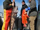 Afognak v zari - lingcod a okounik