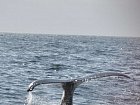 Afognak v zari - velryba keporkak pred zanorenim