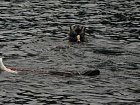 Afognak v zari - morske vydry, seaotters