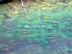 Afognak v zari - lososi kisuc pri usti potoka do zalivu