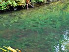 Afognak v zari - lososi kisuc pri usti potoka do zalivu
