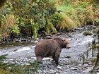 Afognak v zari - medved v Bay Creek