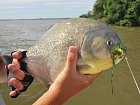 pirana - palometa