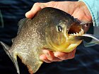 pirana - palometa