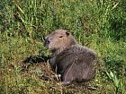 mokrady Ibera - kapybara