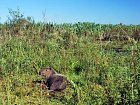 mokrady Ibera - kapybara