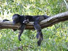 vrestan - howley monkey