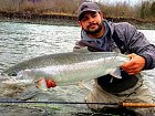 tazna forma pstruha duhoveho - steelhead, unorovy ulovek