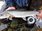 siven - bull trout, unorovy ulovek