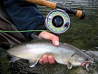siven - bull trout, unorovy ulovek