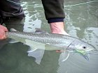 siven - bull trout, tahnouci forma, cerven