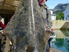 halibut 52 kg, kveten v Nordskot