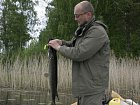 stika 70 cm z jezera Vindommen
