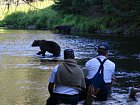 pozorovani medveda grizzlyho u lososi reky