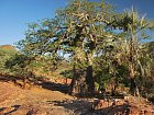 baobab Adansonia digitata