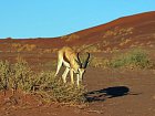 antilopa skakava - springbok