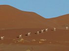 stadecko antilop skakavych v rezervaci Sossuvlei