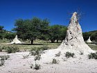 termitiste v savane severni Namibie