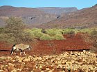 primorozec jihoafricky - oryx v horach severni Namibie
