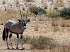primorozec jihoafricky - oryx