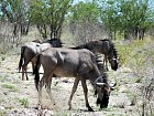 pakun zihany v Narodnim parku Etosha