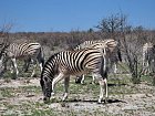 zebra stepni v Narodnim parku Etosha