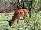 impala cernocela v Narodnim parku Etosha