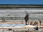 primorozec jihoafricky a antilopy skakave u napajedla v Narodnim parku Etosha