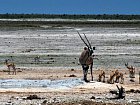 primorozec jihoafricky a antilopy skakave u napajedla v Narodnim parku Etosha
