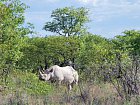 nosorozec bily v Narodnim parku Etosha