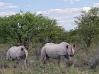nosorozec bily v Narodnim parku Etosha