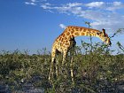 zirafa v Narodnim parku Etosha