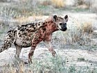 hyena skvrnita v Narodnim parku Etosha