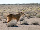 lvice v Narodnim parku Etosha