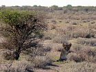 lvice v Narodnim parku Etosha