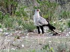 hadilov pisar v Narodnim parku Etosha