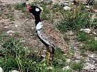 drop belolici v Narodnim parku Etosha