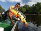 cichlida ocasooka - tucunare, varieta "azu" 75 cm ulovena na hladinovy popp