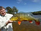 cichlida ocasooka - tucunare, varieta "azu" 72 cm ulovena na hladinovy popp