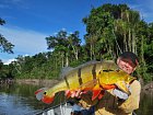 cichlida ocasooka - tucunare delky 72 cm