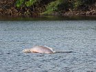 ricni delfin - inie - boto na rece Rio Negro