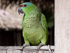 papousky uvidite v prirode i v kazde vesnici