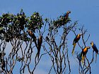 ara ararauna - skupina papousku